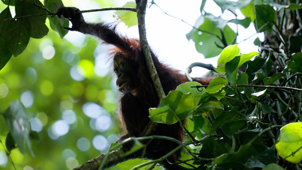 GLOBETROTTING | Gibbins has been taken around the world by her work, including filming orangutans in Sukau, Borneo